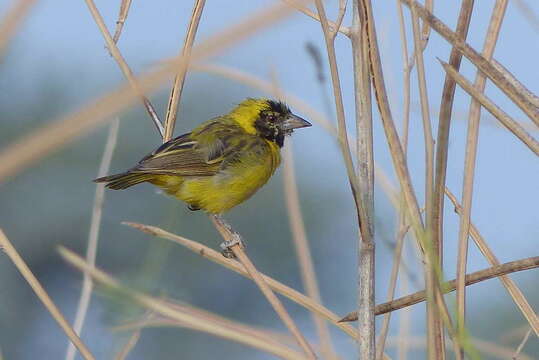 Image of Little Weaver