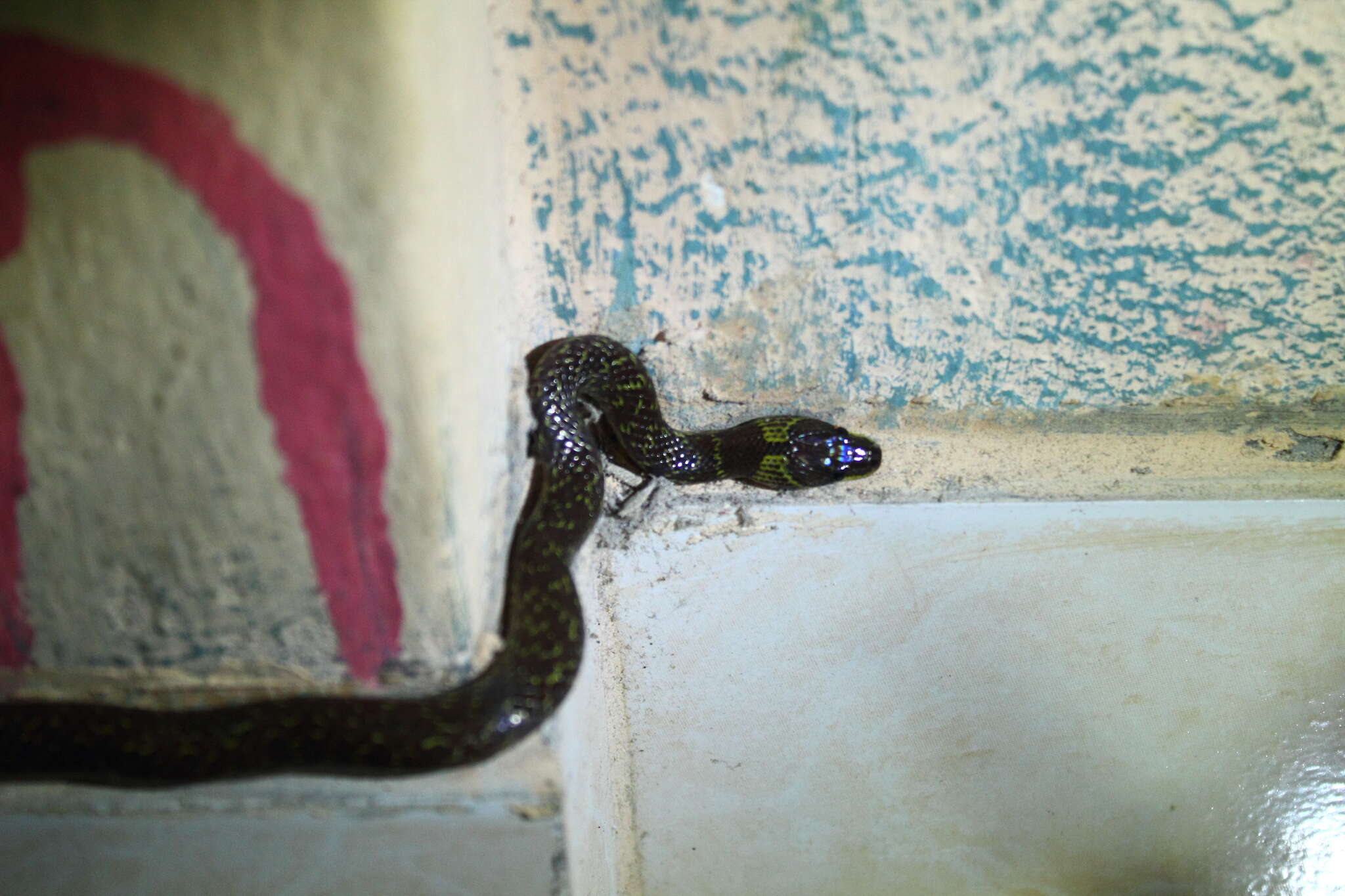 Image of Indian Wolf Snake