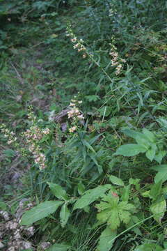 Imagem de Digitalis ciliata Trautv.