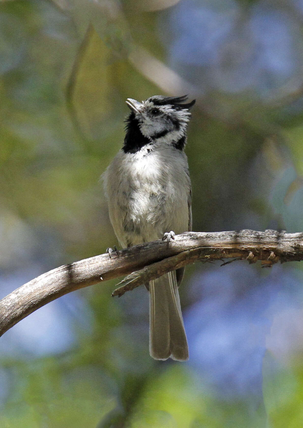 Imagem de Baeolophus wollweberi (Bonaparte 1850)