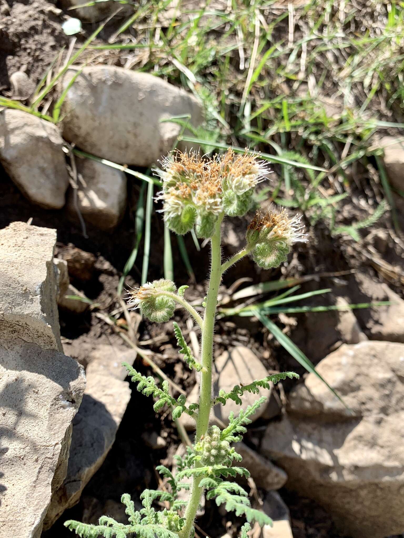 Phacelia alba Rydb. resmi