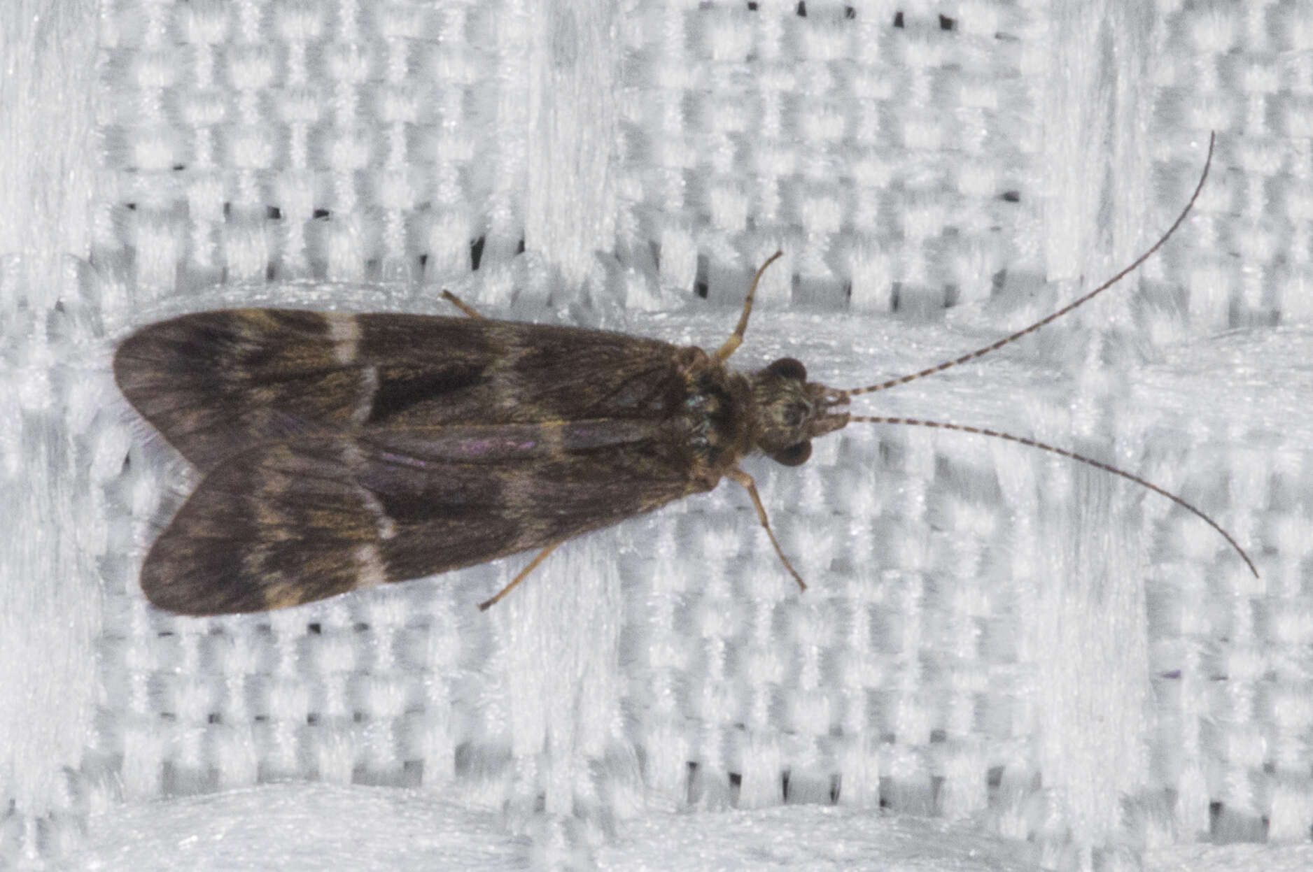 Smicridea (Smicridea) fasciatella McLachlan 1871 resmi