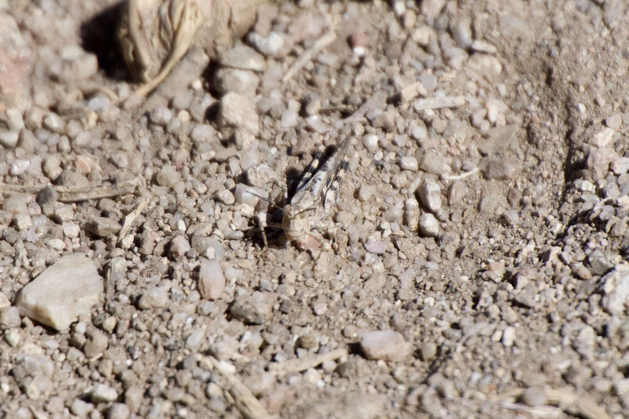 Image of Ridged Grasshopper