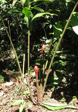 Image of Costus erythrocoryne K. Schum.