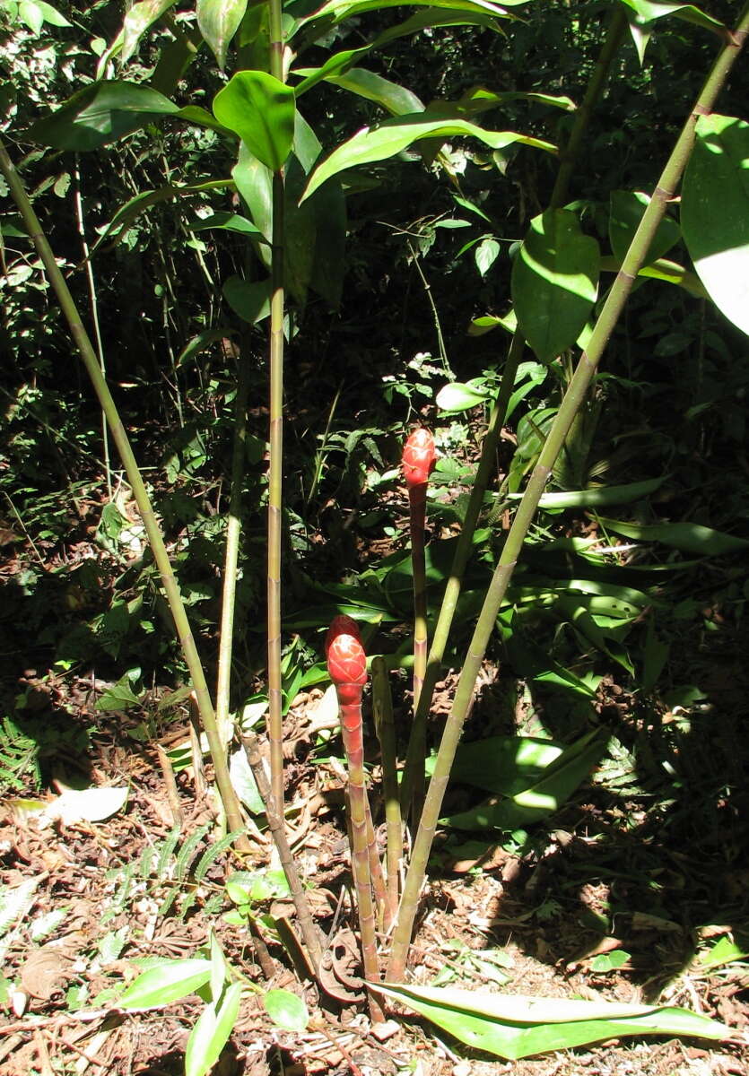 Image of Costus erythrocoryne K. Schum.