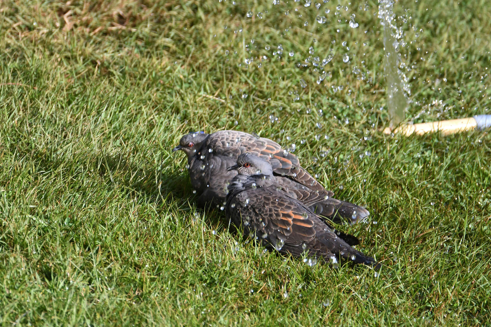 Image of Dusky Turtle Dove