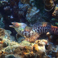 Image of Grey moray