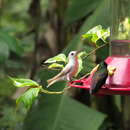 Image of Saucerottia tobaci tobaci (Gmelin & JF 1788)