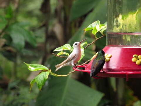 Image of Copper-rumped Hummingbird