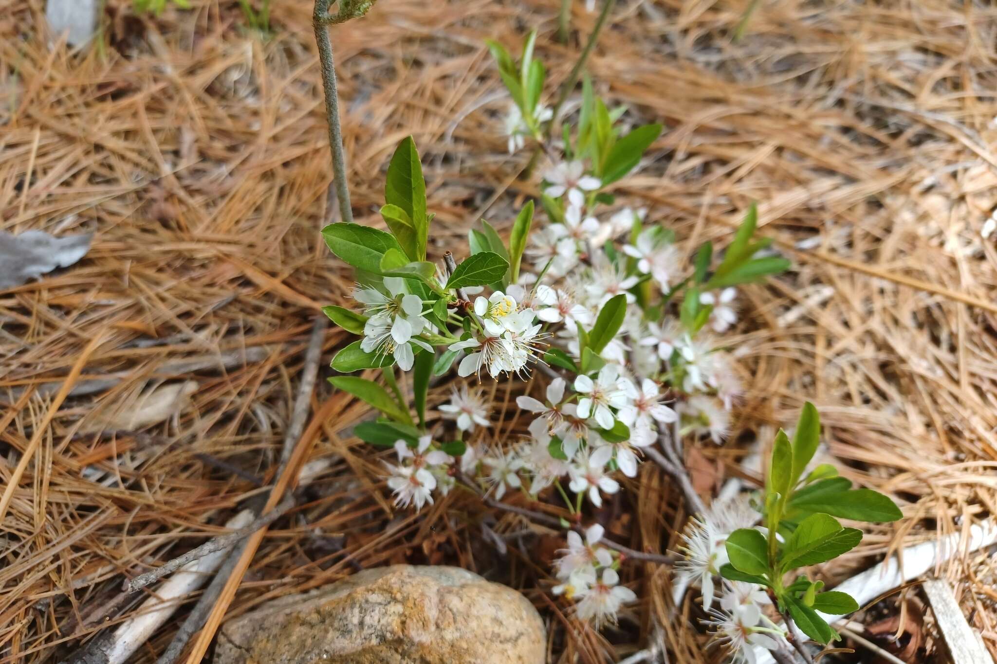 Image of <i>Prunus pumila</i> var. <i>depressa</i>