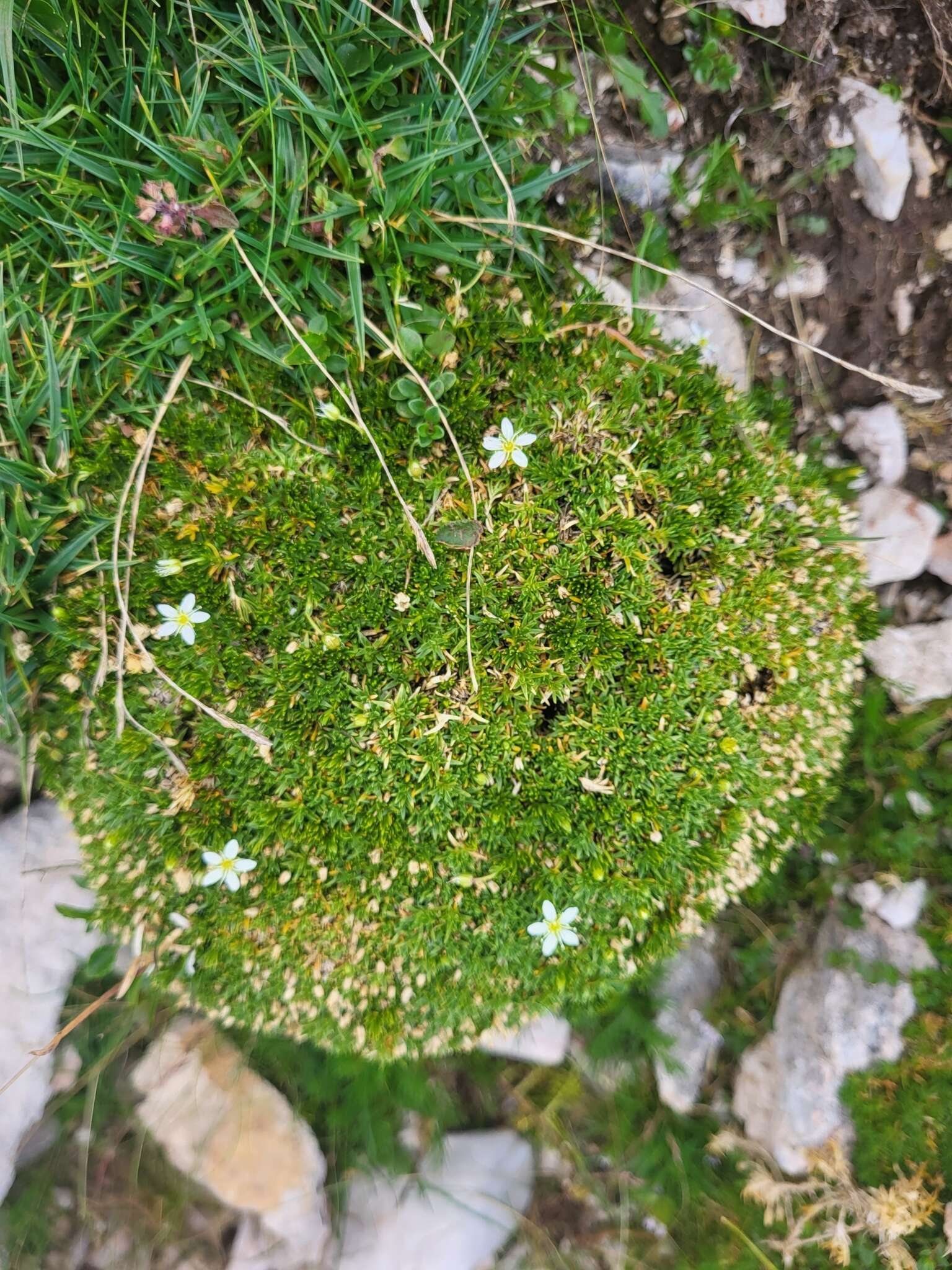 Plancia ëd Moehringia ciliata (Scop.) Dalla Torre