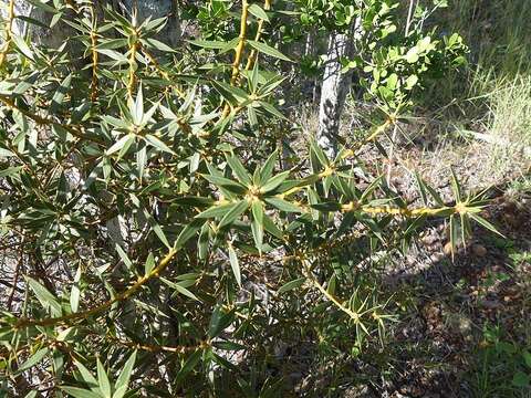 Слика од Bonellia stenophylla (Urb.) B. Ståhl & Källersjö