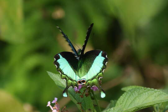 Image of Common Banded Peacock