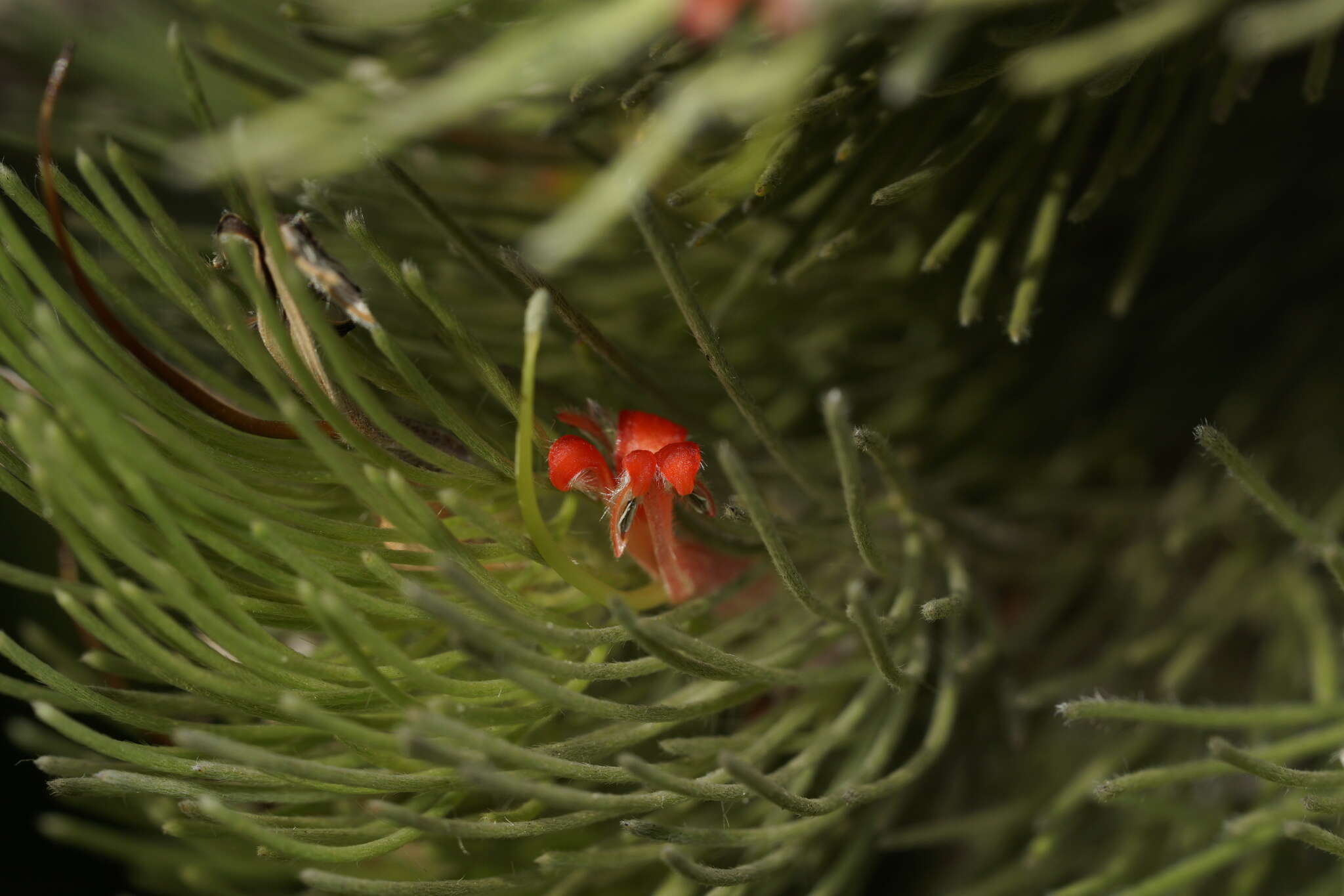 Image of Adenanthos sericeus Labill.