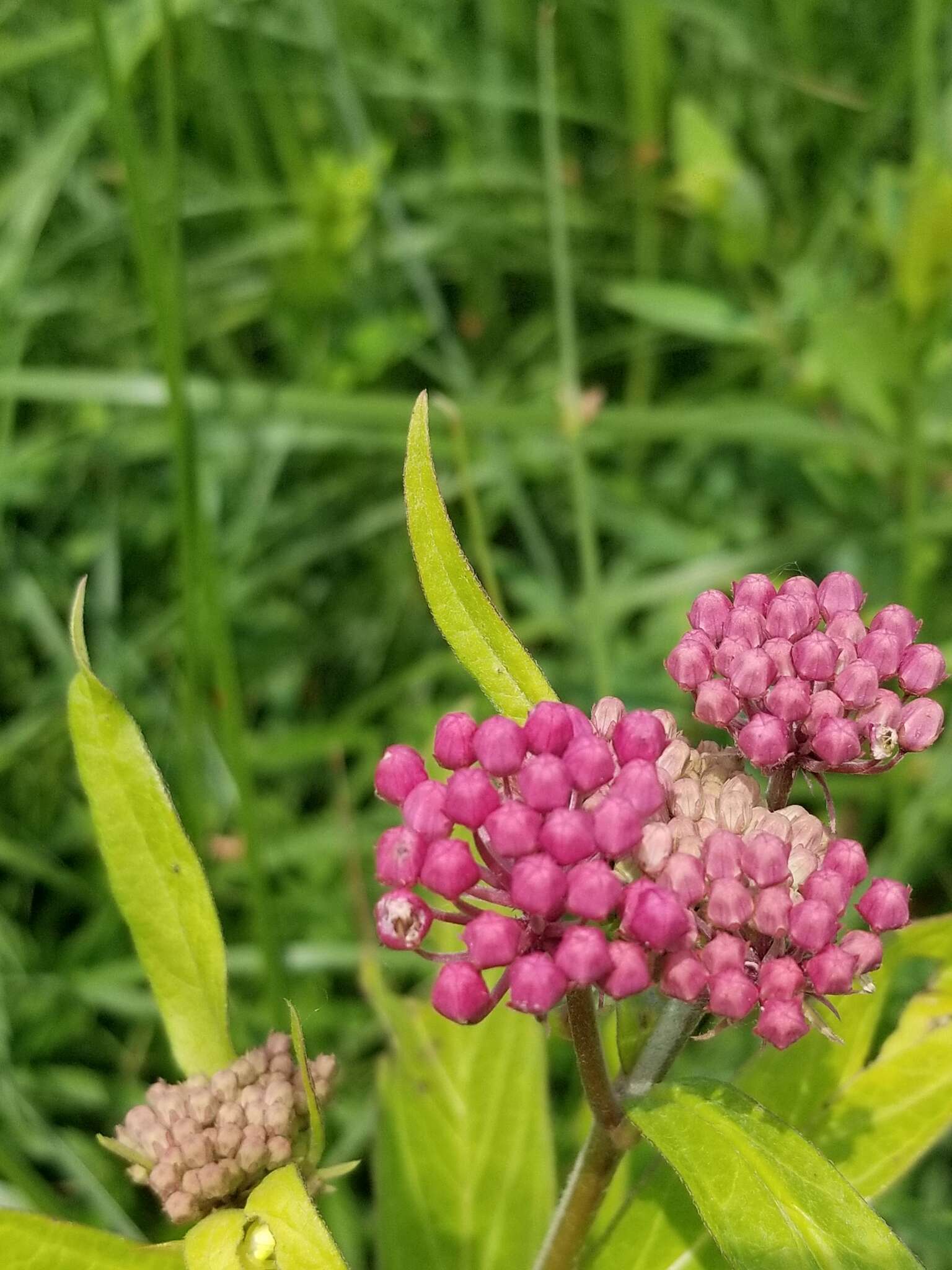 Sivun Asclepias incarnata subsp. incarnata kuva