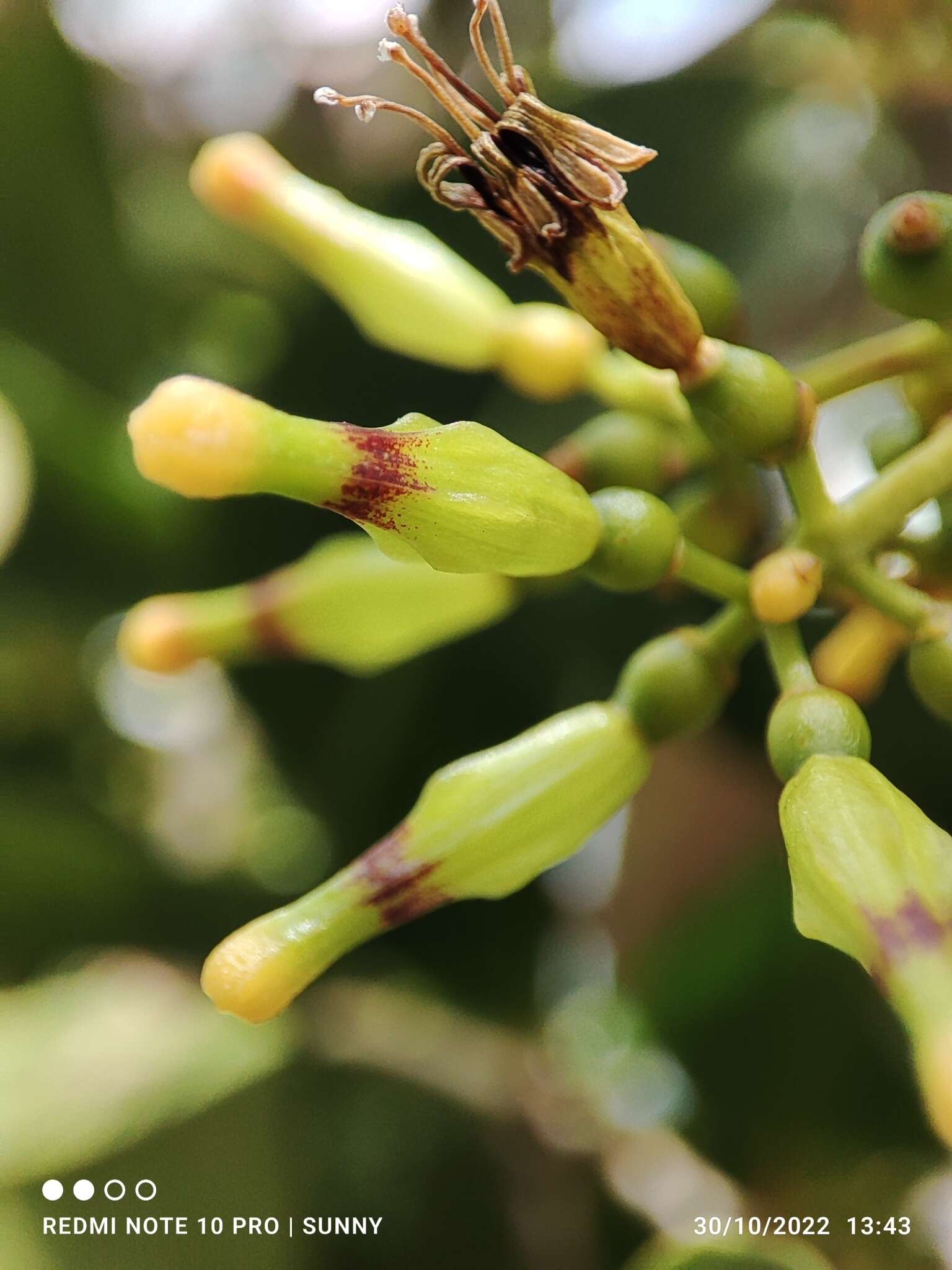 Слика од Macrosolen cochinchinensis (Lour.) van Tiegh.