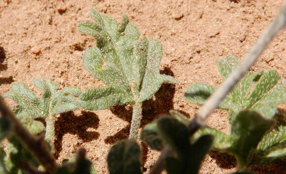 Image of scarlet globemallow