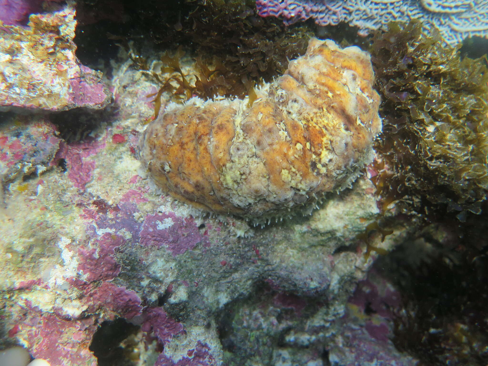 Image of Three-rowed Sea Cucumber