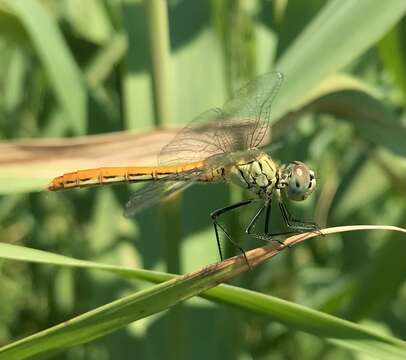 Image of Sympetrum tibiale (Ris 1897)