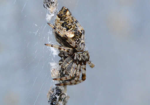 Image of Trashline orbweaver