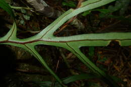 Слика од Microsorum varians (Mett.) Hennipman & Hett.