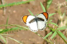 Слика од Colotis pallene (Hopffer 1855)