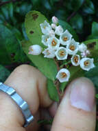 Image of evergreen huckleberry