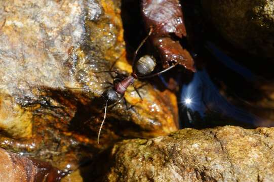 Plancia ëd Camponotus atrox Emery 1925