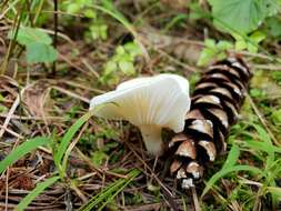 Слика од Hygrocybe angustifolia (Murrill) Candusso 1997