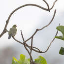 Image of Kaoko Green Pigeon