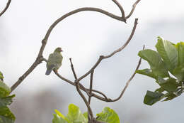 صورة Treron calvus ansorgei Hartert & Goodson 1918