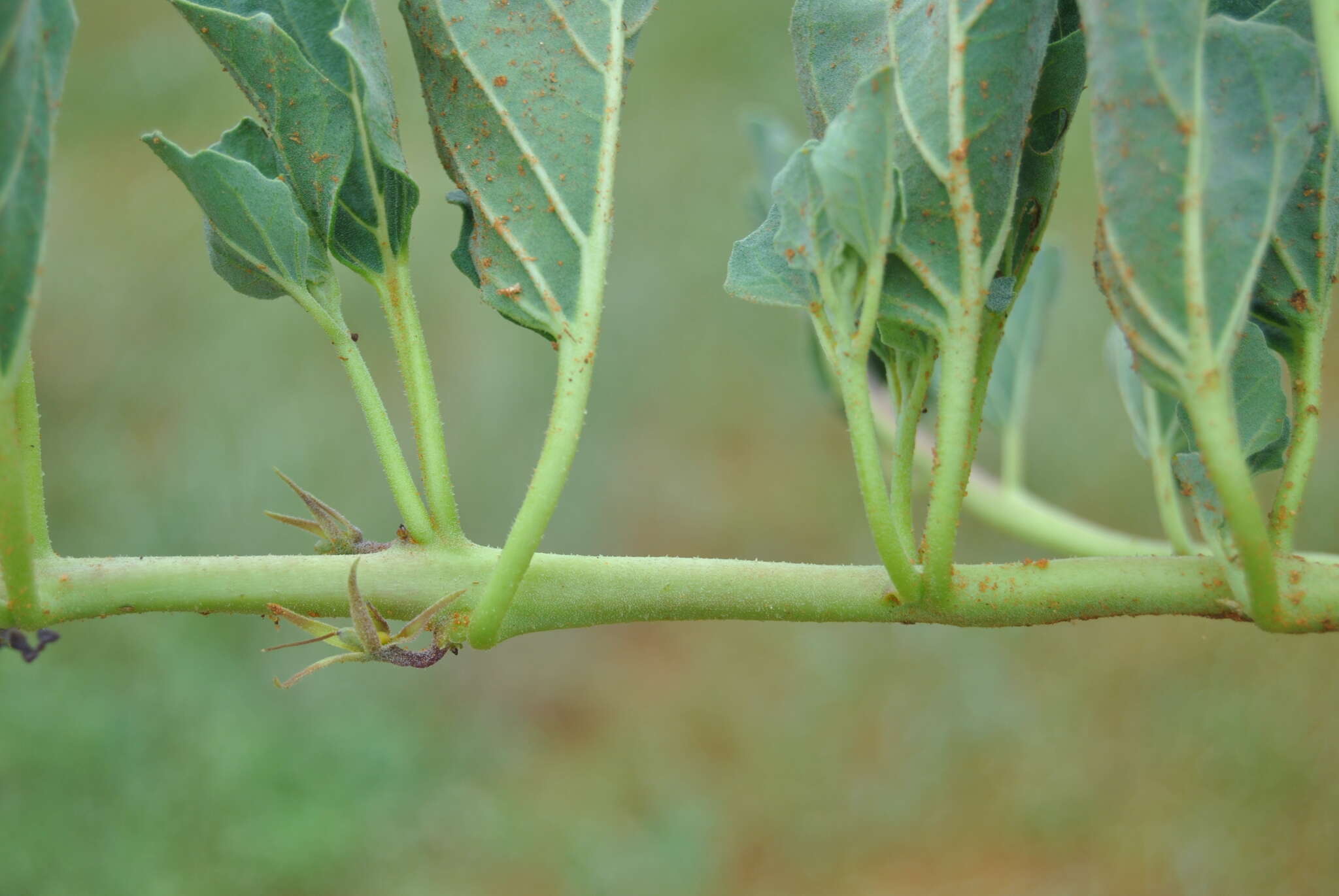 Image of Devil's claw