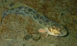 Image of Bay goby