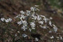 Image of Silene samojedorum (Sambuk) Oxelman