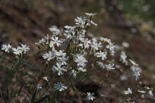 Image of Silene samojedorum (Sambuk) Oxelman