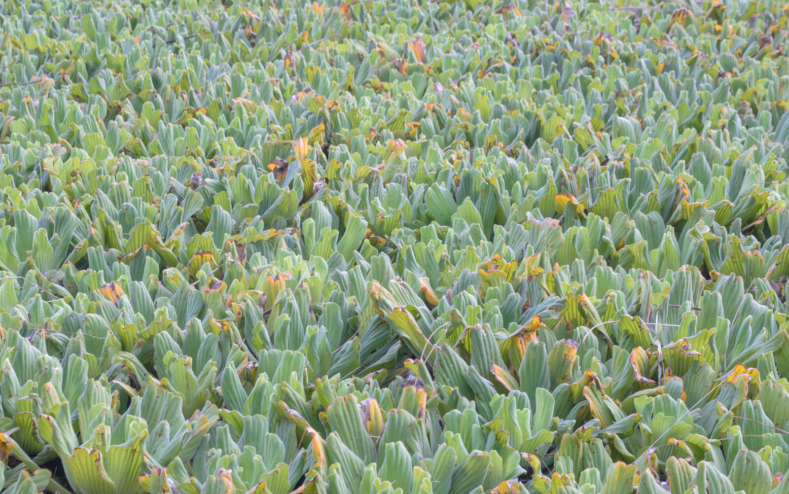 Image of pistia