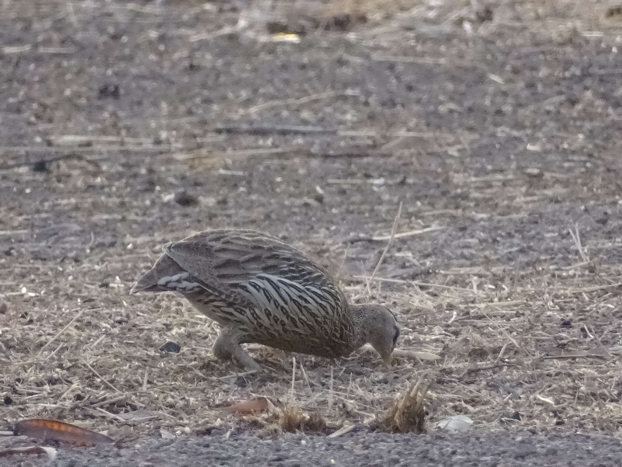 Image of Double-spurred Francolin