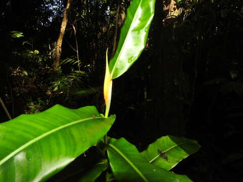 Image of Heliconia aurantiaca Verschaff.