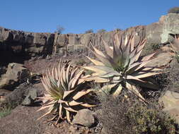 Plancia ëd Aloe glauca Mill.