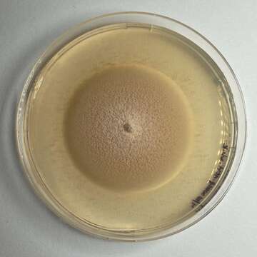 Robillarda sessilis (Sacc.) Sacc. 1880 resmi