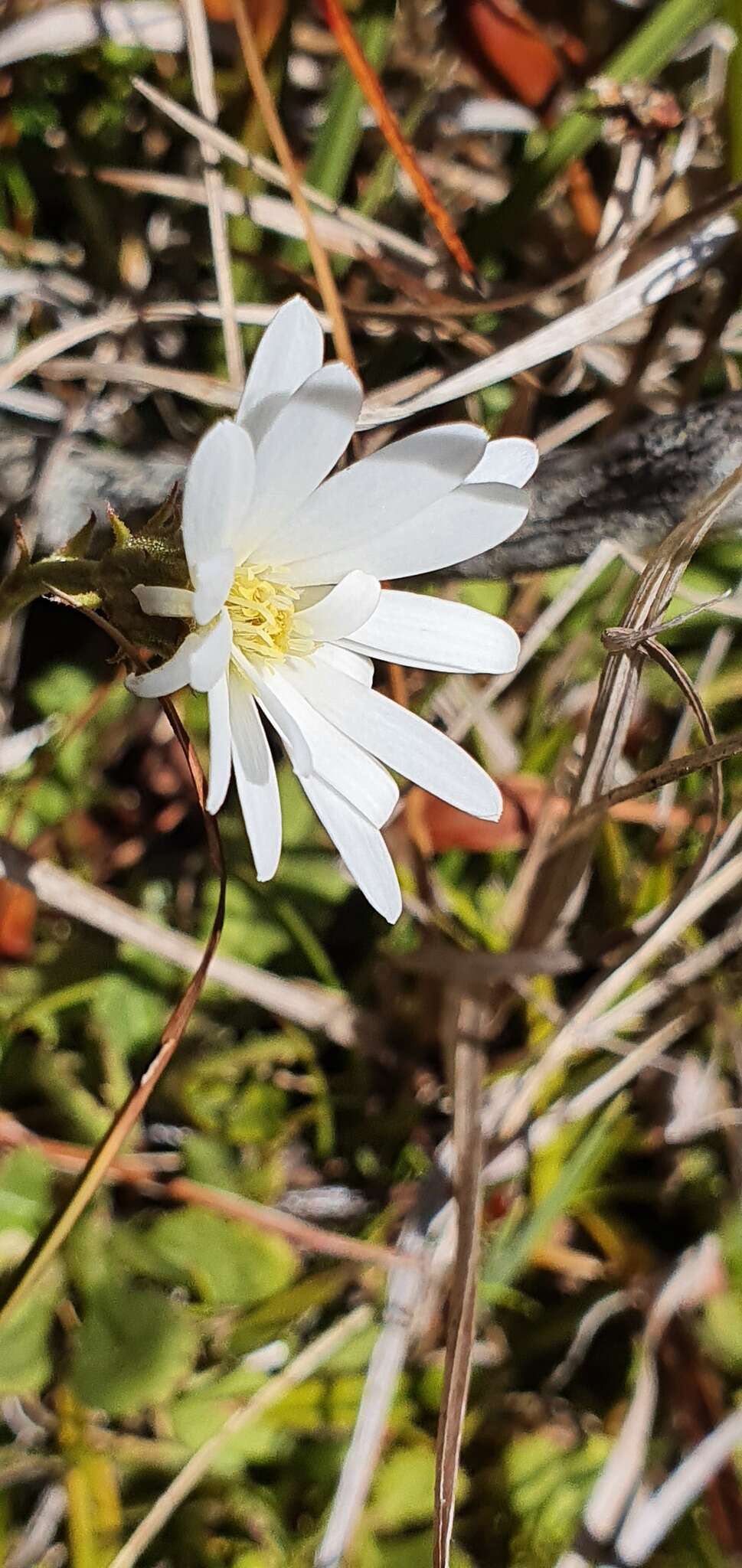 Image of Bog Mountain Daisy