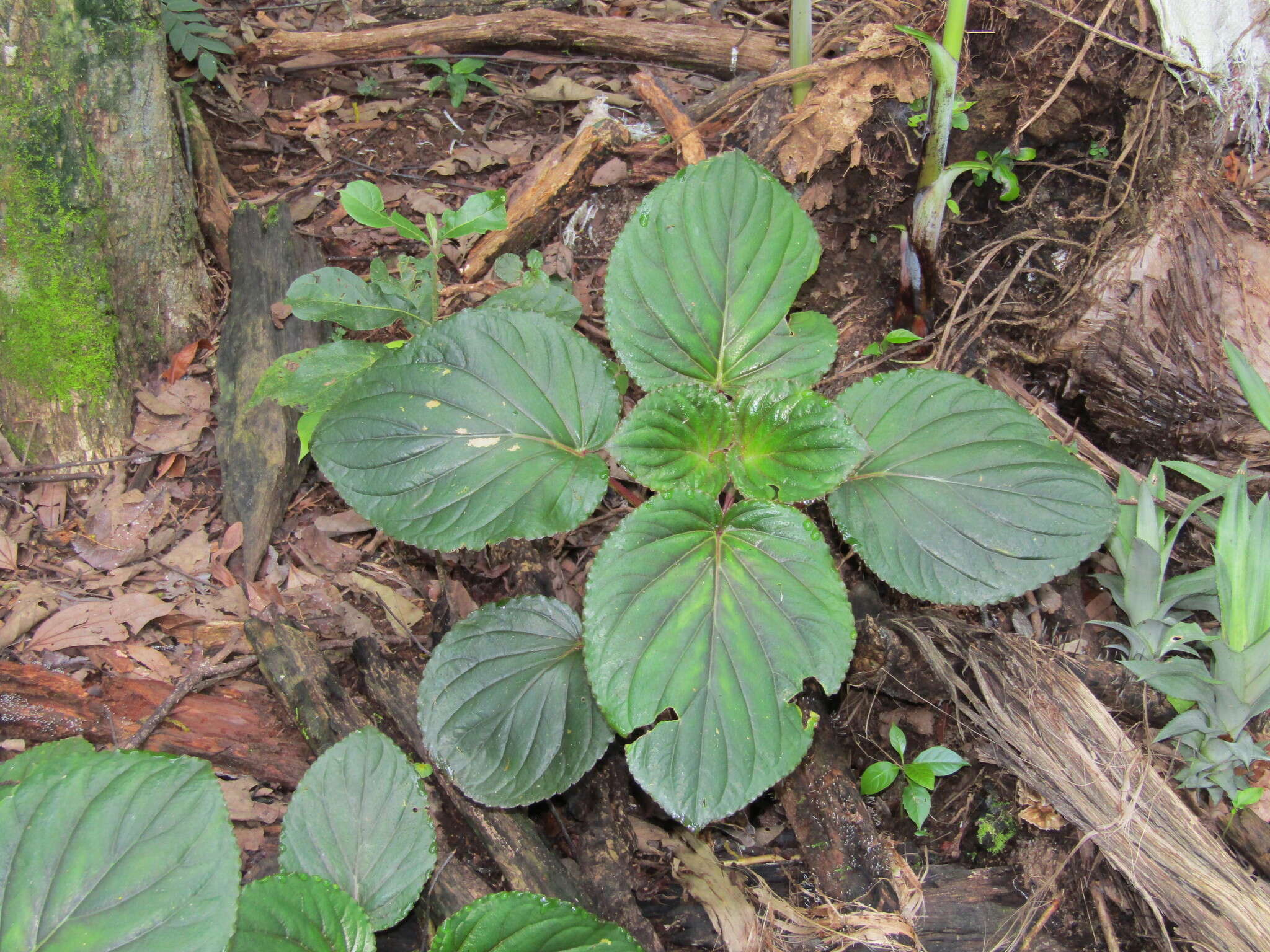 Image of gloxinia