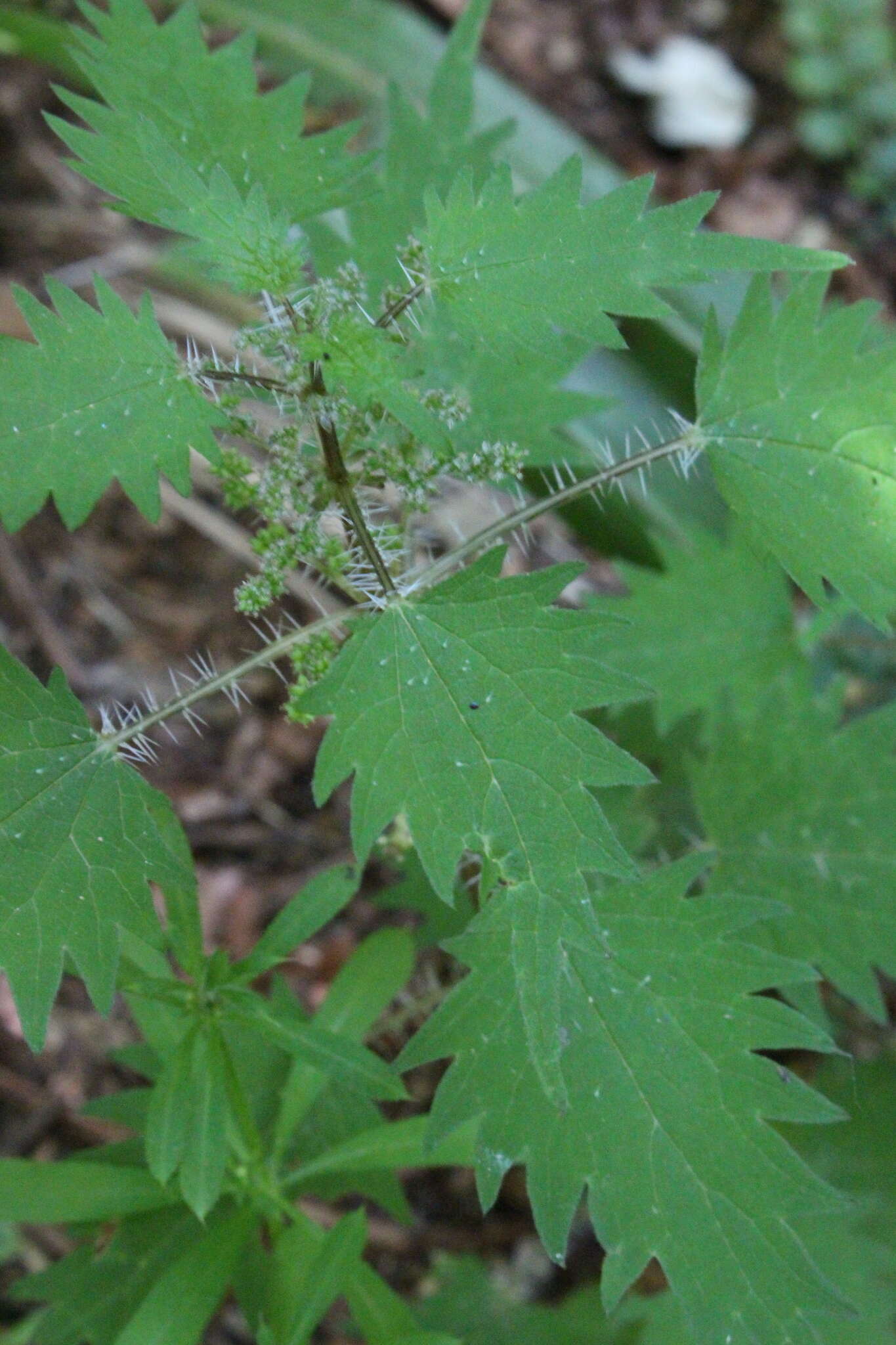 Image of Urtica sykesii Grosse-Veldm. & Weigend