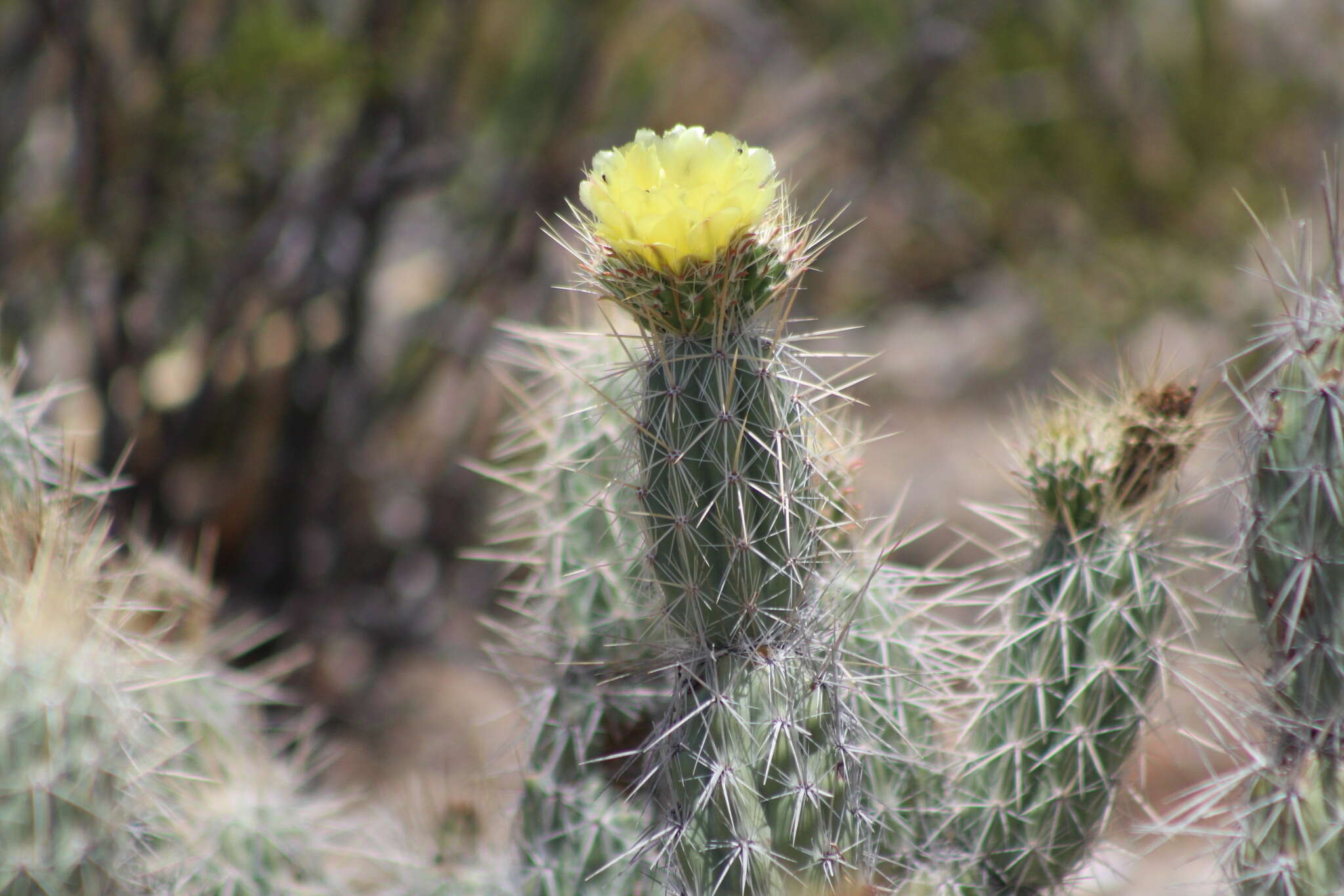 Image of Grusonia bradtiana (J. M. Coult.) Britton & Rose