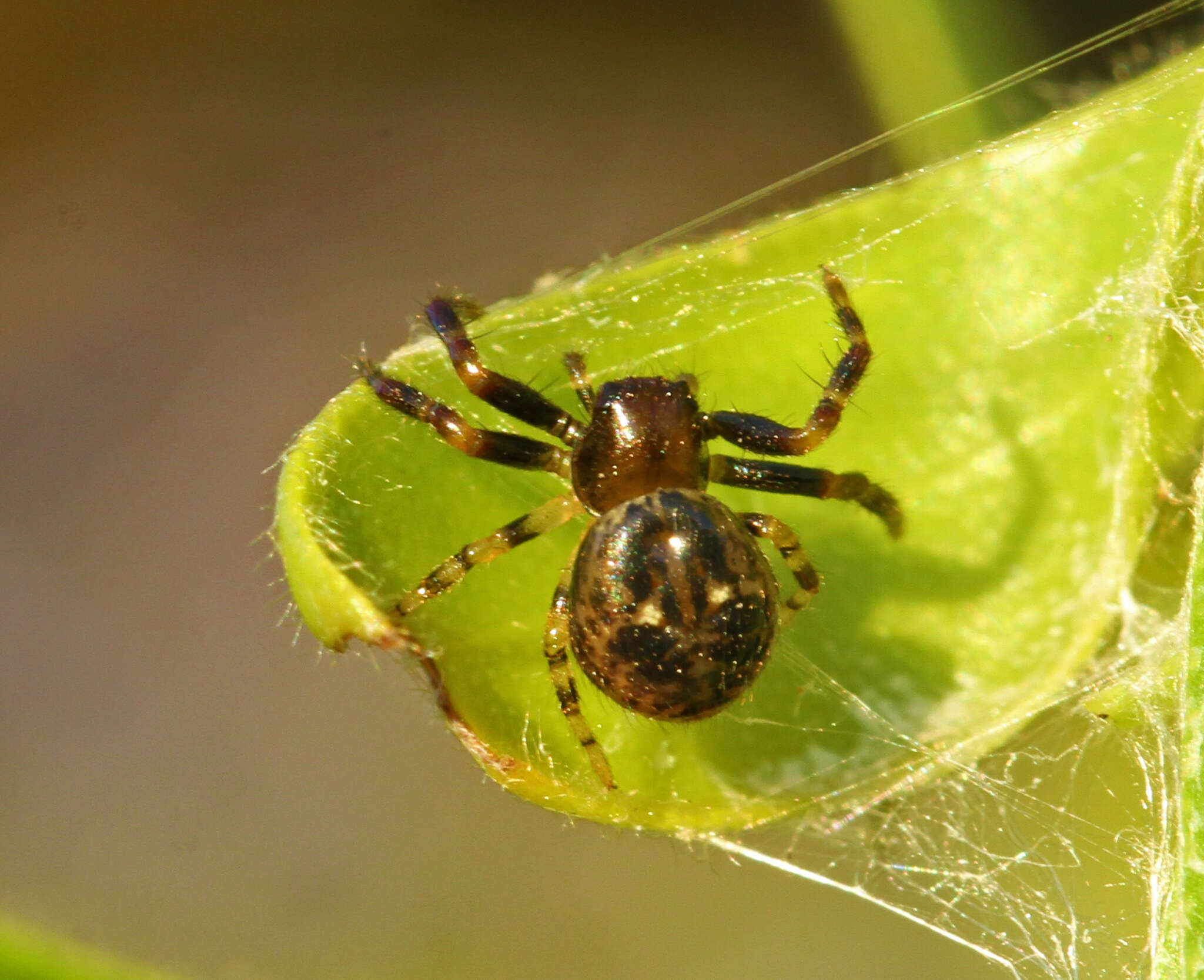 Image of Xysticus bimaculatus L. Koch 1867