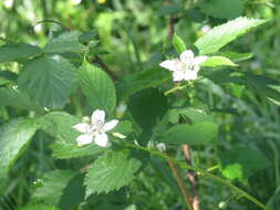 Image de Rubus polonicus Barr. ex Weston