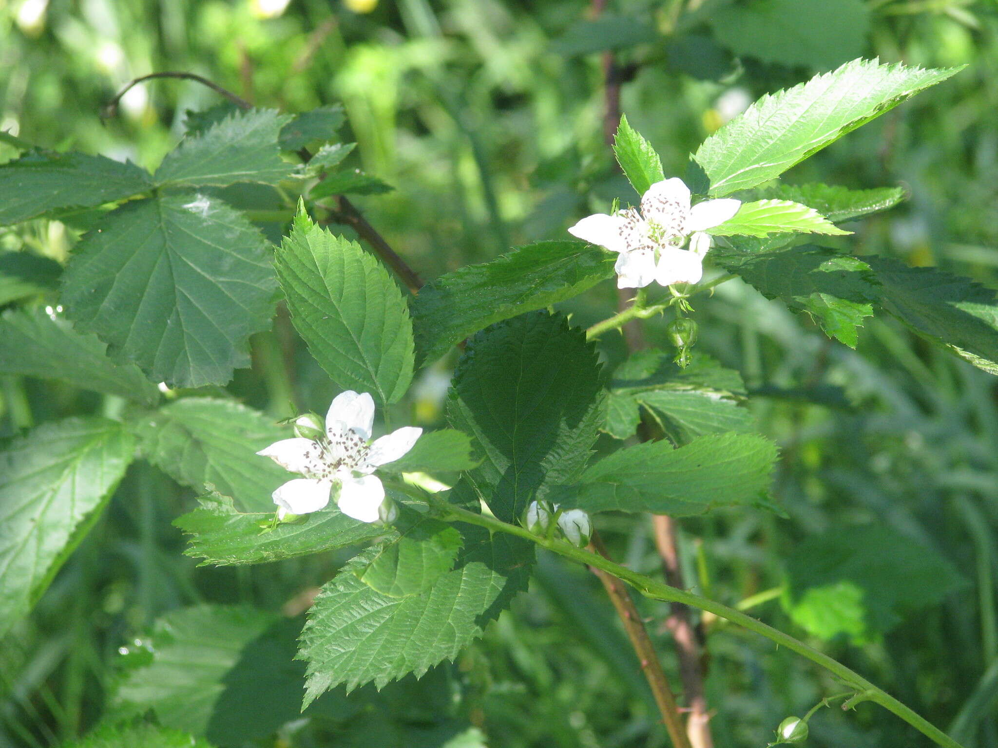 Image de Rubus polonicus Barr. ex Weston