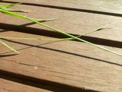 Image of Weeping Grass