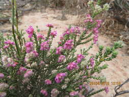 Image of Erica plumosa Thunb.