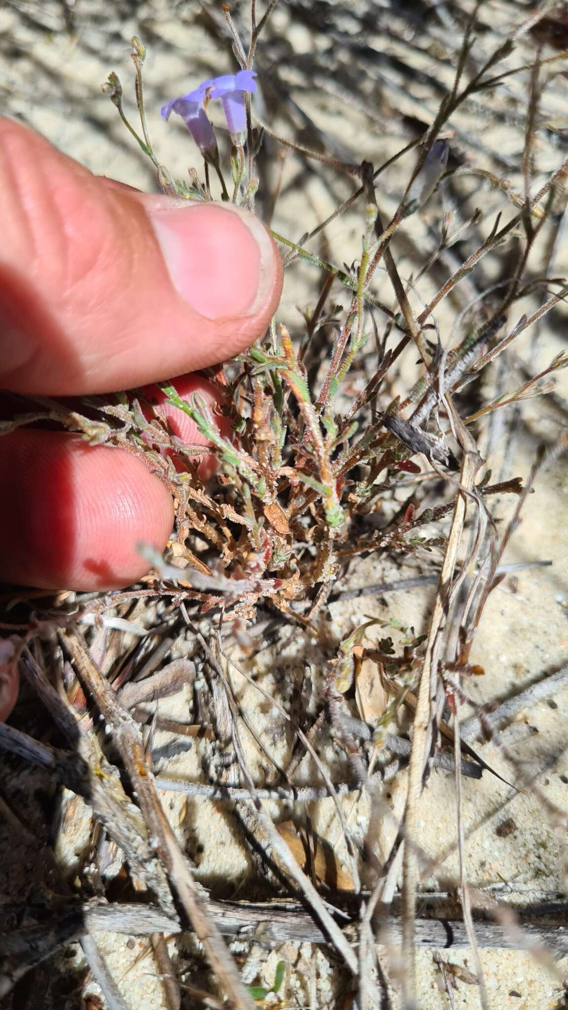 Imagem de Wahlenbergia paniculata (L. fil.) A. DC.